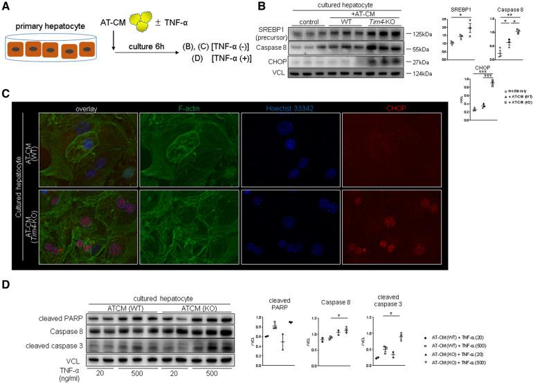 https://cdn.ncbi.nlm.nih.gov/pmc/blobs/2fca/11235257/578e70090ae6/frtra-02-1176384-g004.jpg