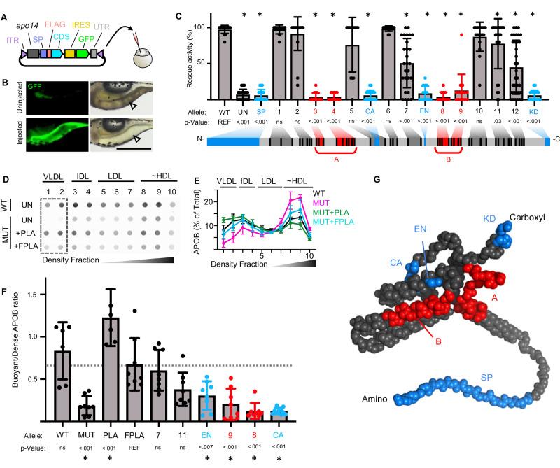 https://cdn.ncbi.nlm.nih.gov/pmc/blobs/2fce/10920679/193966d8fb3d/41467_2024_46102_Fig2_HTML.jpg