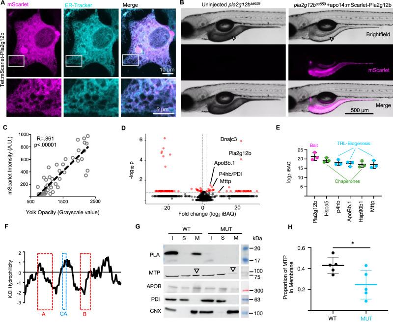 https://cdn.ncbi.nlm.nih.gov/pmc/blobs/2fce/10920679/84175b83128b/41467_2024_46102_Fig3_HTML.jpg