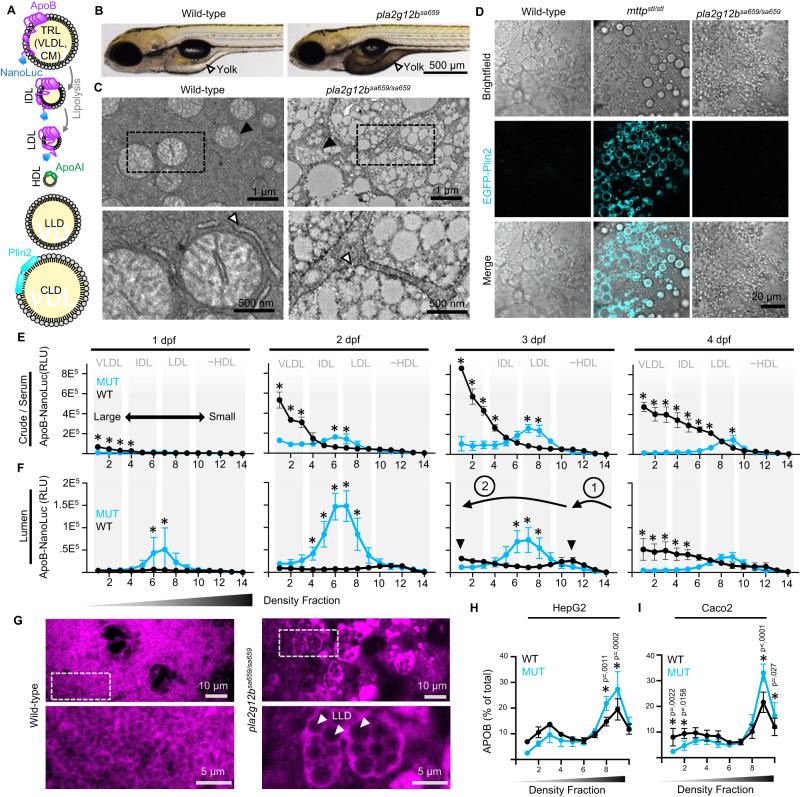 https://cdn.ncbi.nlm.nih.gov/pmc/blobs/2fce/10920679/e454423447e3/41467_2024_46102_Fig1_HTML.jpg