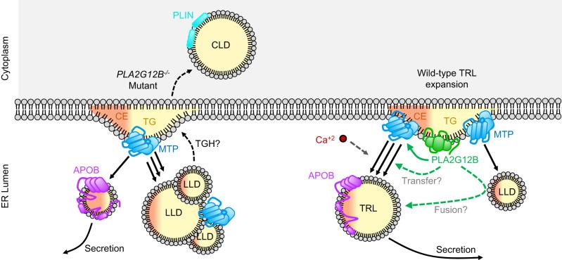https://cdn.ncbi.nlm.nih.gov/pmc/blobs/2fce/10920679/eec29e460477/41467_2024_46102_Fig6_HTML.jpg