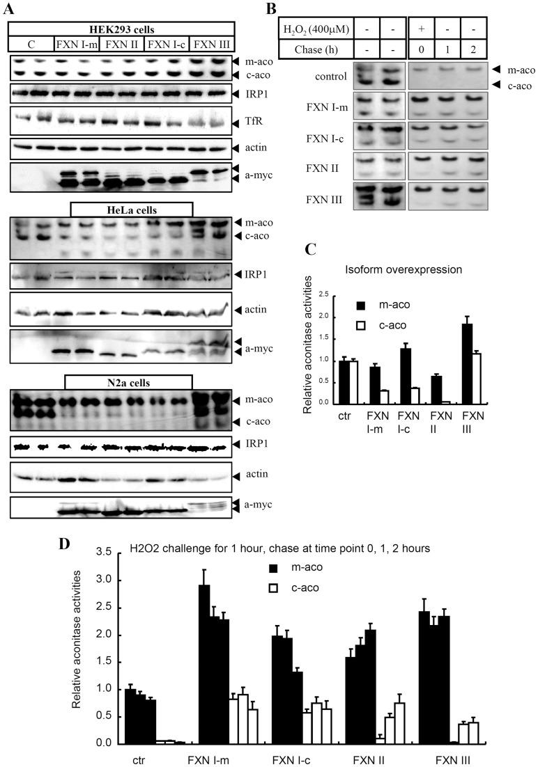 https://cdn.ncbi.nlm.nih.gov/pmc/blobs/2fcf/3474739/a5c4ad4aca75/pone.0047847.g005.jpg