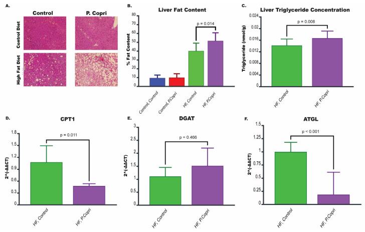 https://cdn.ncbi.nlm.nih.gov/pmc/blobs/2fd0/12251637/ef17e84c6fcf/nutrients-17-02145-g005.jpg