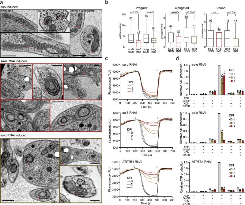 https://cdn.ncbi.nlm.nih.gov/pmc/blobs/2fd0/9553925/dc4da03ca1be/41467_2022_33588_Fig7_HTML.jpg