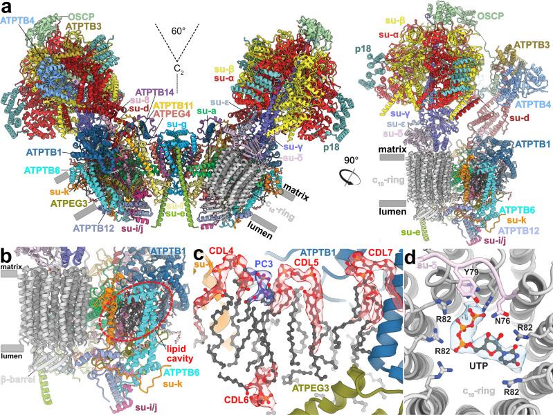 https://cdn.ncbi.nlm.nih.gov/pmc/blobs/2fd0/9553925/fad0071bb5a1/41467_2022_33588_Fig1_HTML.jpg