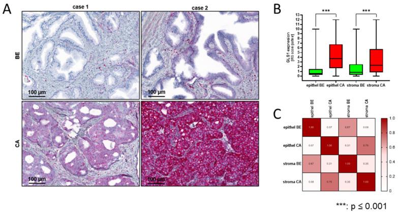 https://cdn.ncbi.nlm.nih.gov/pmc/blobs/2fd1/11394735/e705f26751a2/ijms-25-09275-g005.jpg