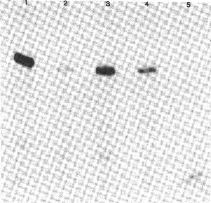 https://cdn.ncbi.nlm.nih.gov/pmc/blobs/2fd1/310589/3185ac16f068/nar00072-0202-a.jpg