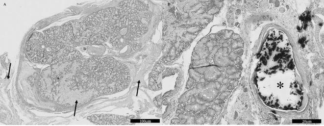 https://cdn.ncbi.nlm.nih.gov/pmc/blobs/2fd1/4221173/be4bc83ccbd6/jvms-76-1389-g004.jpg
