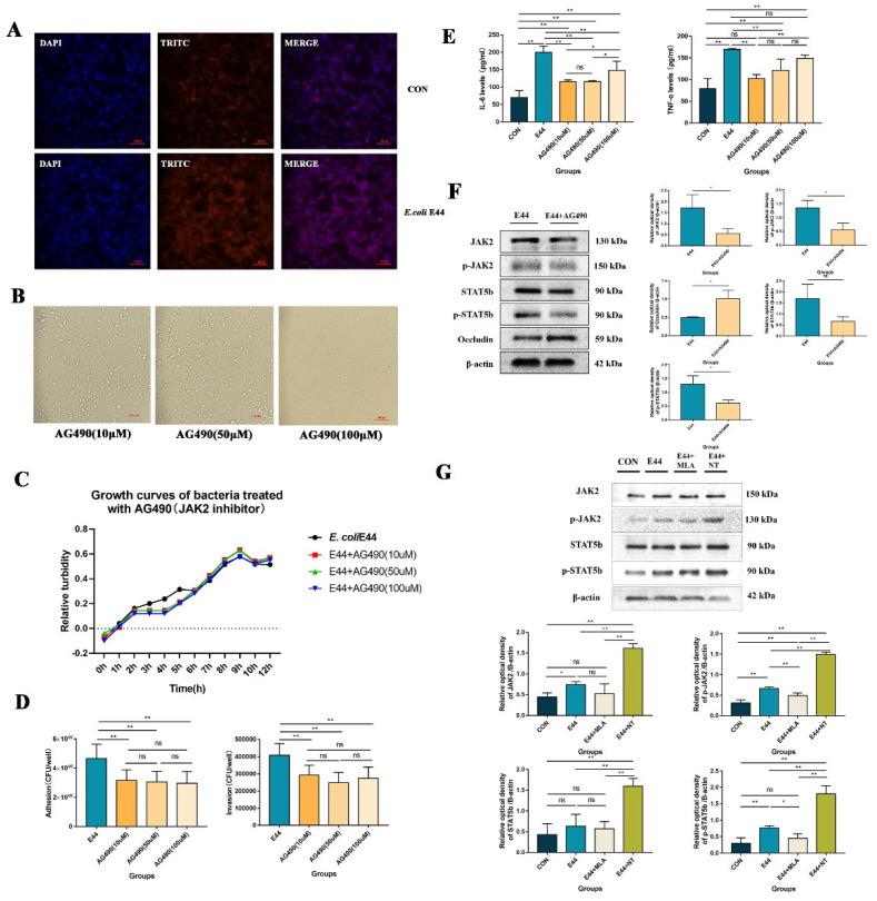https://cdn.ncbi.nlm.nih.gov/pmc/blobs/2fd3/9598402/37730822b8eb/biomedicines-10-02358-g003.jpg