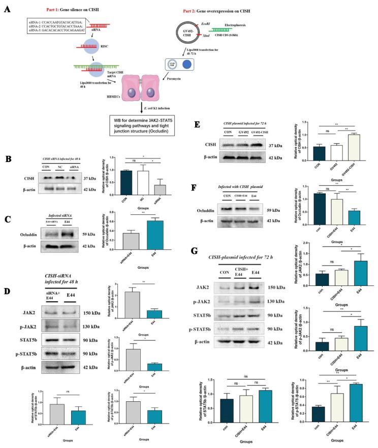 https://cdn.ncbi.nlm.nih.gov/pmc/blobs/2fd3/9598402/a8b871c612a7/biomedicines-10-02358-g004.jpg