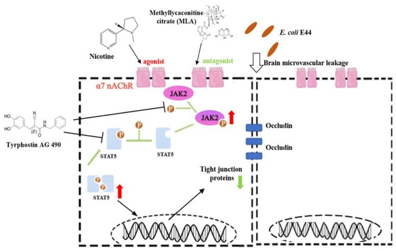 https://cdn.ncbi.nlm.nih.gov/pmc/blobs/2fd3/9598402/d52e2692dcdb/biomedicines-10-02358-g007.jpg