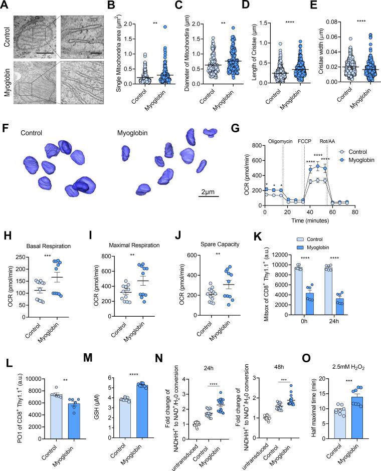 https://cdn.ncbi.nlm.nih.gov/pmc/blobs/2fd6/12142173/187b90e811ce/jitc-13-6-g002.jpg