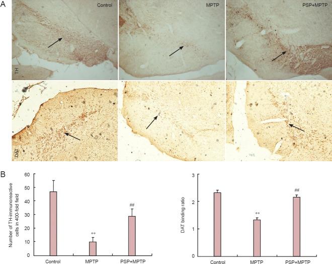 https://cdn.ncbi.nlm.nih.gov/pmc/blobs/2fd6/4392681/e29f43c72793/NRR-10-308-g002.jpg