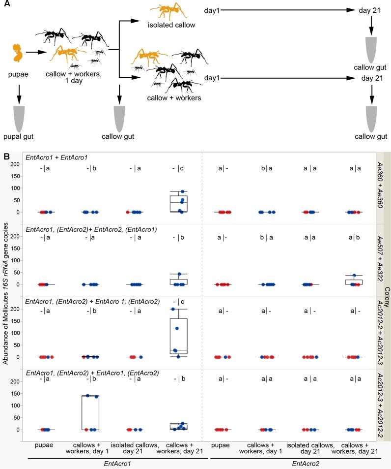 https://cdn.ncbi.nlm.nih.gov/pmc/blobs/2fd6/5641371/07f2b47e14cb/fmicb-08-01942-g004.jpg