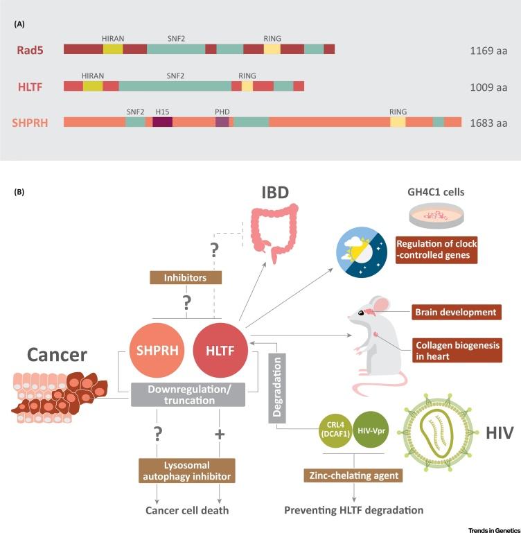 https://cdn.ncbi.nlm.nih.gov/pmc/blobs/2fda/6055012/bce6ecd47455/gr1.jpg
