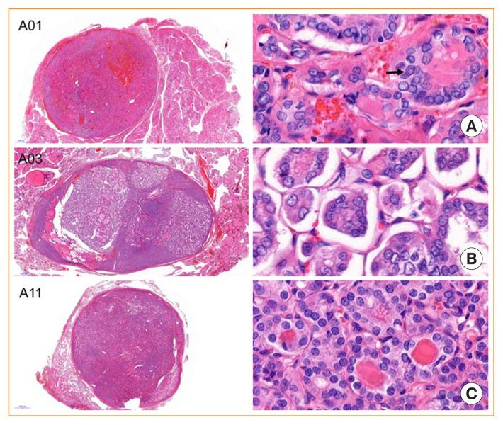 https://cdn.ncbi.nlm.nih.gov/pmc/blobs/2fdd/7937839/a23a91cf5375/enm-2020-860f1.jpg