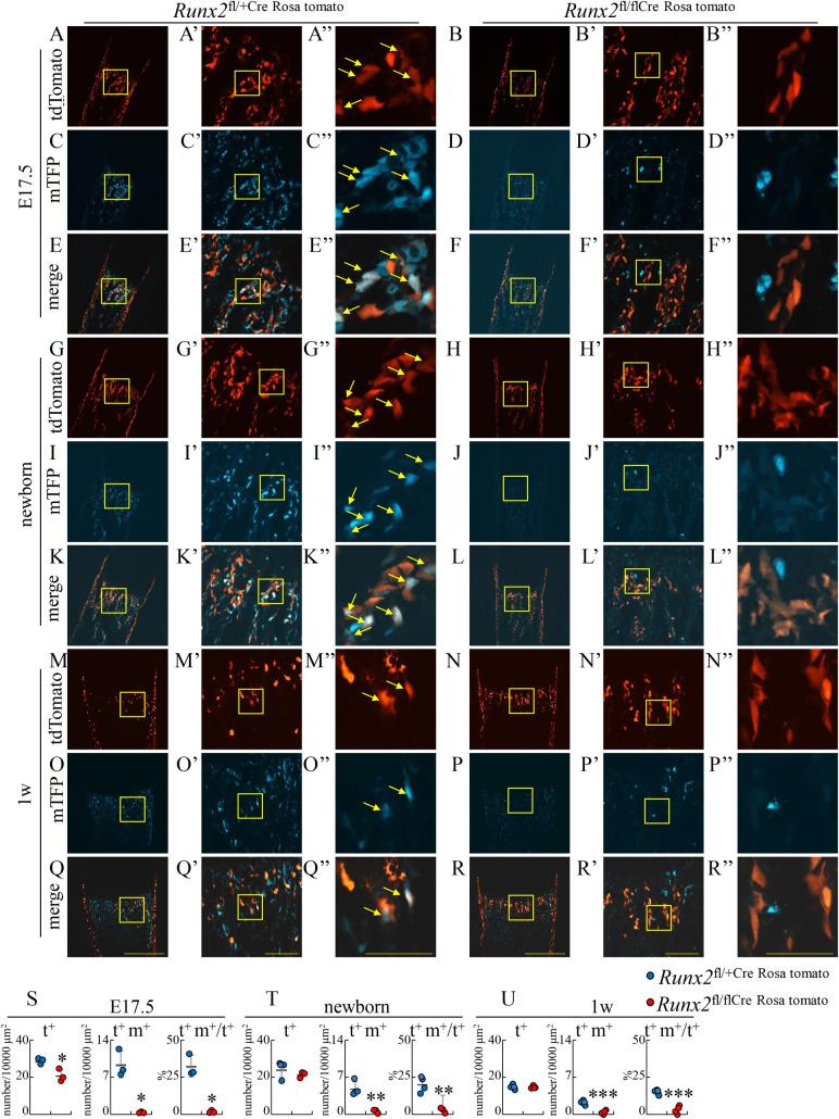 https://cdn.ncbi.nlm.nih.gov/pmc/blobs/2fdf/7728394/1679f4e8b67c/pgen.1009169.g006.jpg