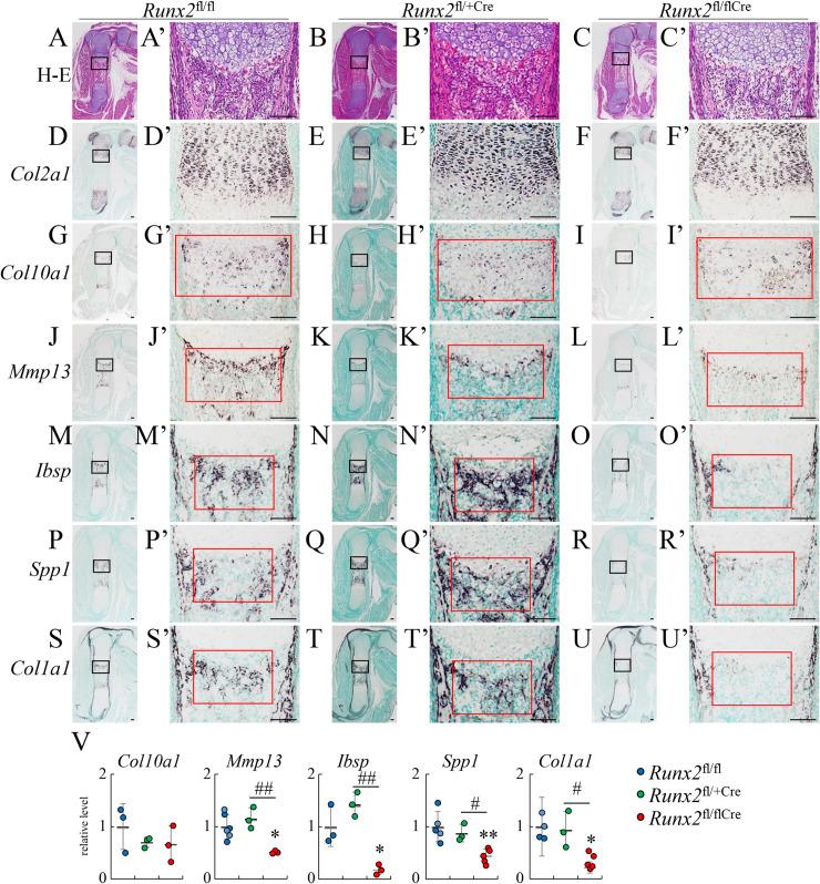 https://cdn.ncbi.nlm.nih.gov/pmc/blobs/2fdf/7728394/8ebc3636a03d/pgen.1009169.g002.jpg