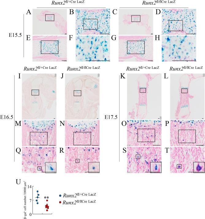 https://cdn.ncbi.nlm.nih.gov/pmc/blobs/2fdf/7728394/a34d464afac3/pgen.1009169.g005.jpg