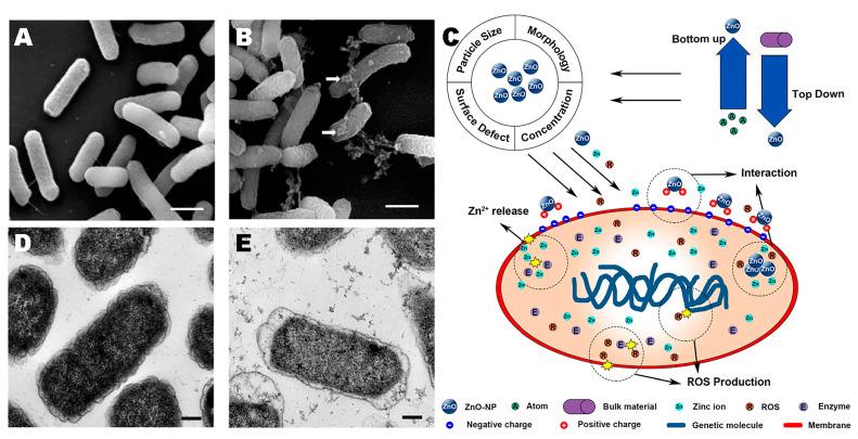 https://cdn.ncbi.nlm.nih.gov/pmc/blobs/2fe6/10144479/e292474fb5dd/toxics-11-00384-g004.jpg