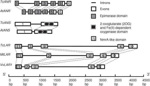 https://cdn.ncbi.nlm.nih.gov/pmc/blobs/2fe6/4233638/417a9fbf6cc7/1471-2229-13-202-2.jpg
