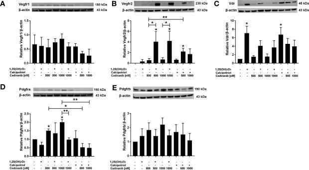 https://cdn.ncbi.nlm.nih.gov/pmc/blobs/2fea/8740239/abf8f5270eb8/fonc-11-763895-g005.jpg