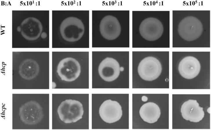 https://cdn.ncbi.nlm.nih.gov/pmc/blobs/2fef/8686734/5b260135a3ec/peerj-09-12631-g006.jpg