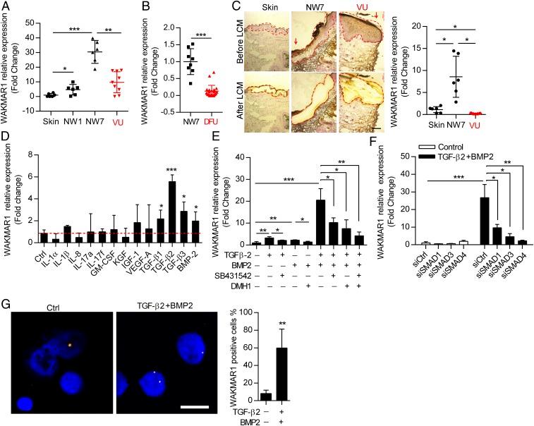 https://cdn.ncbi.nlm.nih.gov/pmc/blobs/2ff0/6511036/58964c792090/pnas.1814097116fig02.jpg