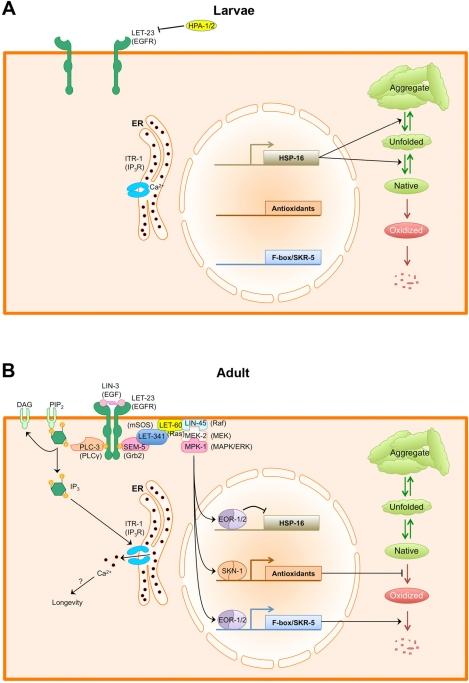 https://cdn.ncbi.nlm.nih.gov/pmc/blobs/2ff2/3227454/51f4e79d6e2f/aging-03-896-g001.jpg