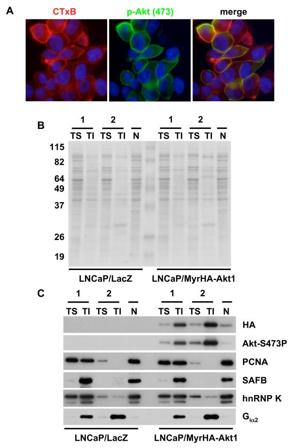 https://cdn.ncbi.nlm.nih.gov/pmc/blobs/2ff3/2440737/ee27d46639a2/1471-2121-9-30-1.jpg