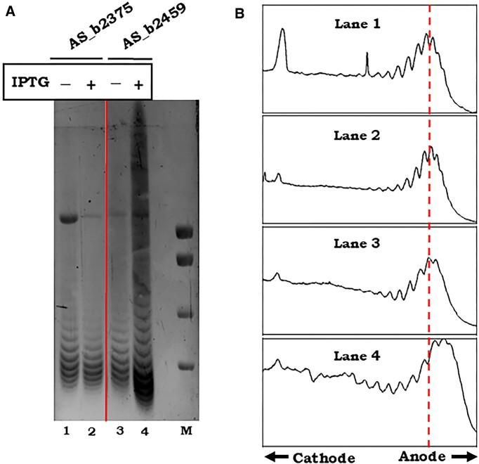 https://cdn.ncbi.nlm.nih.gov/pmc/blobs/2ff4/11551753/7cd07e1e233e/gkae839fig2.jpg