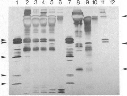 https://cdn.ncbi.nlm.nih.gov/pmc/blobs/2ff5/390872/8b81e0d0ac8c/pnas00363-0080-a.jpg