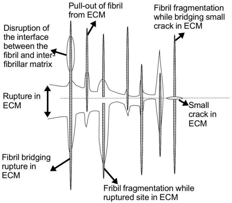 https://cdn.ncbi.nlm.nih.gov/pmc/blobs/2ff5/5454814/41b2c29f8ca4/ijms-18-00901-g008.jpg