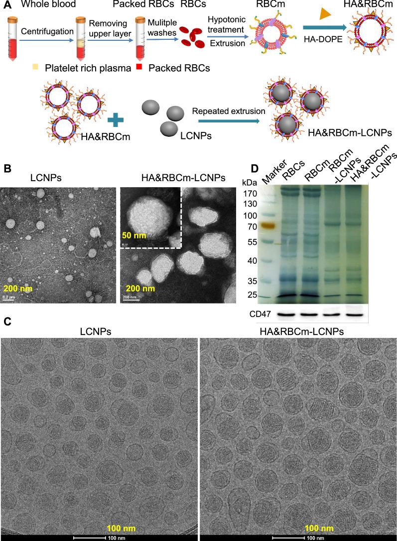 https://cdn.ncbi.nlm.nih.gov/pmc/blobs/2ffc/8364713/1e61bd8ee732/12951_2021_977_Fig2_HTML.jpg