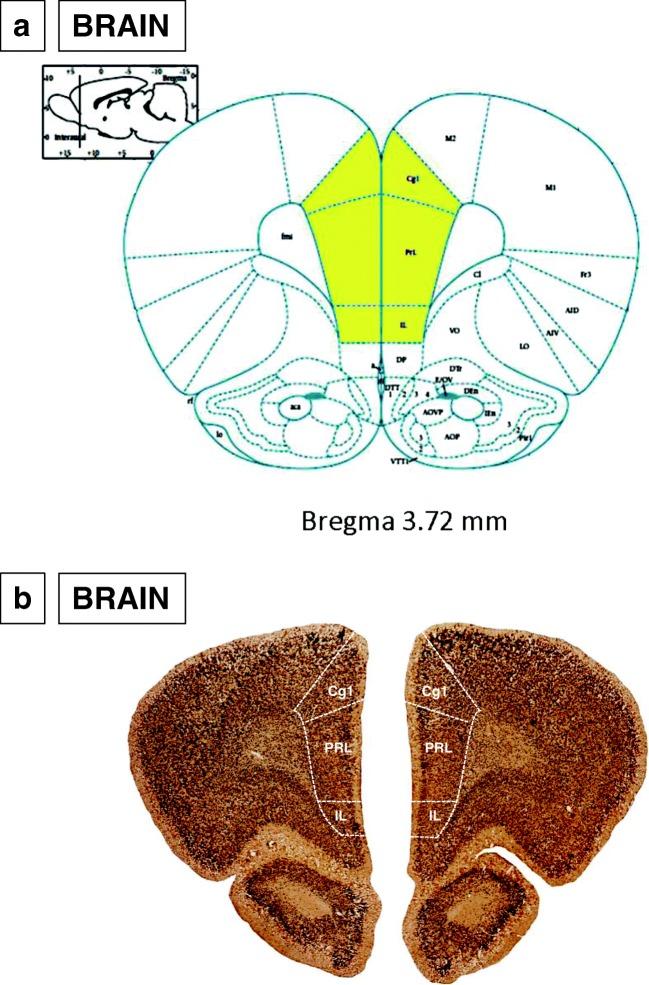 https://cdn.ncbi.nlm.nih.gov/pmc/blobs/3000/6820808/8c2be210e2e4/213_2019_5180_Fig1_HTML.jpg