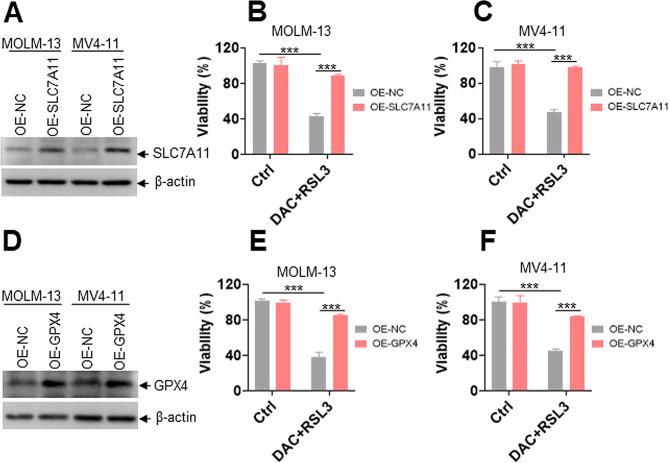 https://cdn.ncbi.nlm.nih.gov/pmc/blobs/3002/10877917/759f1569c869/40164_2024_489_Fig5_HTML.jpg
