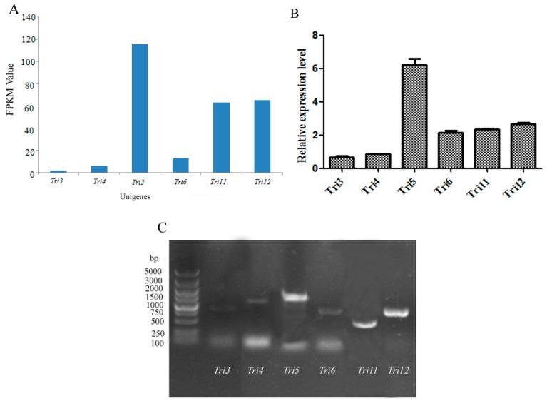 https://cdn.ncbi.nlm.nih.gov/pmc/blobs/3002/5372513/fa771ecf8362/ijms-18-00497-g004.jpg