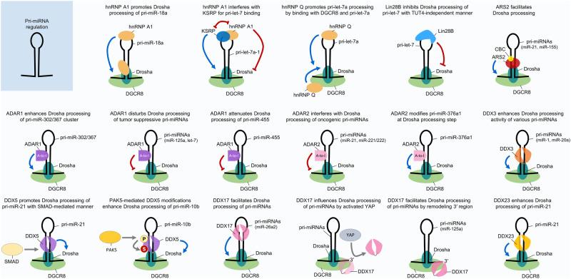 https://cdn.ncbi.nlm.nih.gov/pmc/blobs/3003/11148060/4644548415d3/12276_2024_1224_Fig2_HTML.jpg