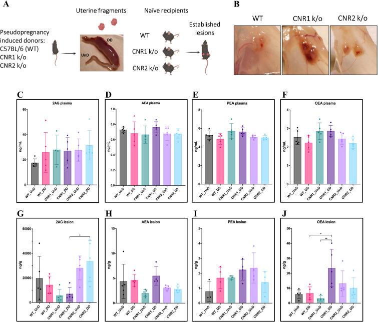 https://cdn.ncbi.nlm.nih.gov/pmc/blobs/3007/11315450/2fd543765228/elife-96523-fig1.jpg