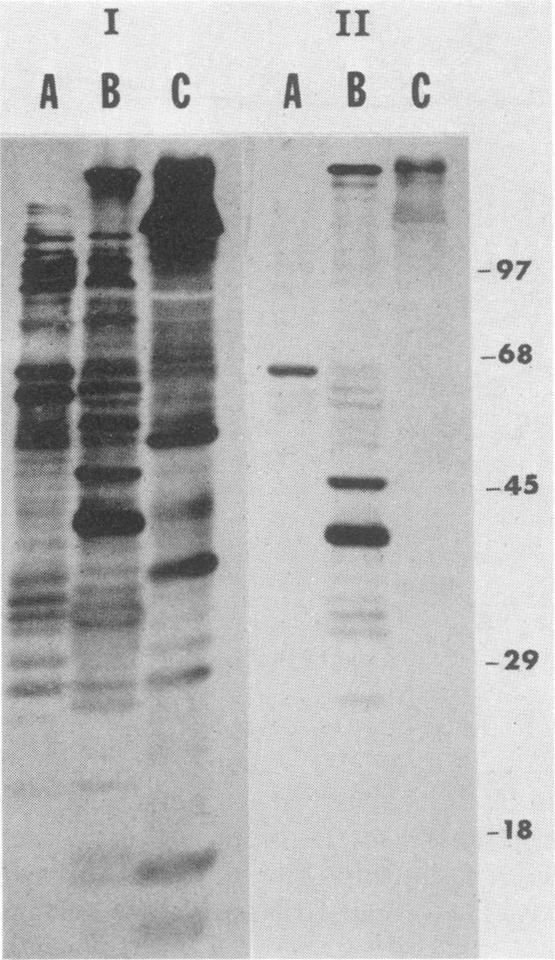 https://cdn.ncbi.nlm.nih.gov/pmc/blobs/3007/260137/9d4da73e6e62/iai00097-0212-a.jpg