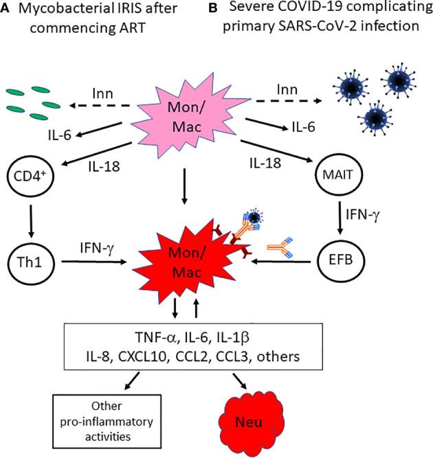 https://cdn.ncbi.nlm.nih.gov/pmc/blobs/3007/8024517/11f2d8435399/fimmu-12-649567-g001.jpg