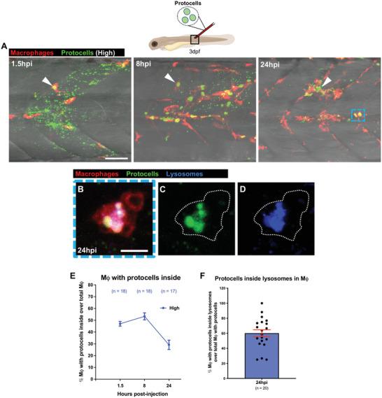 https://cdn.ncbi.nlm.nih.gov/pmc/blobs/3009/9762313/427addb7ca0e/ADVS-9-2202717-g005.jpg