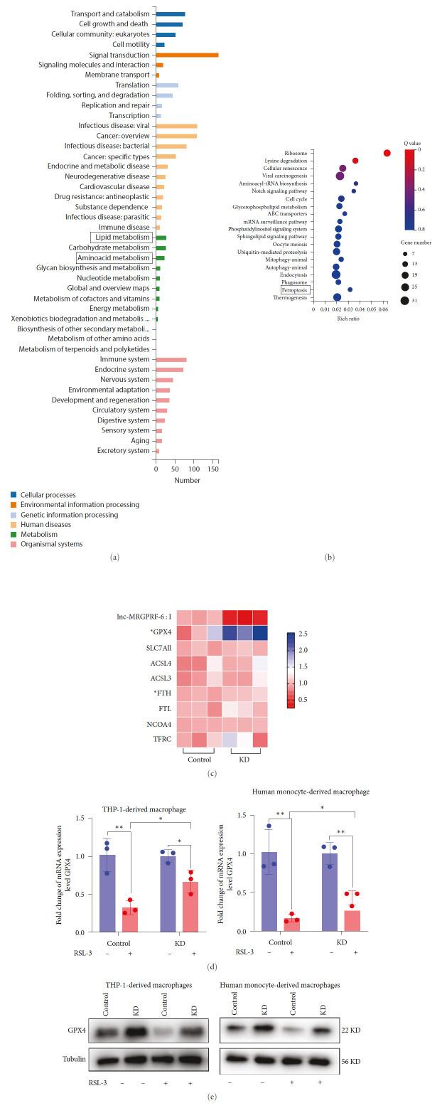 https://cdn.ncbi.nlm.nih.gov/pmc/blobs/300e/10447047/71644f4eb232/MI2023-5513245.004.jpg