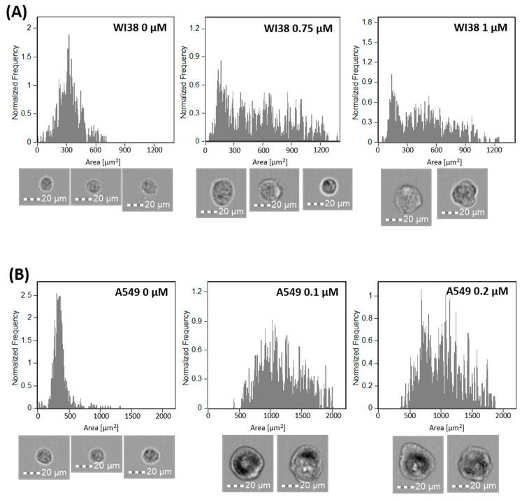 https://cdn.ncbi.nlm.nih.gov/pmc/blobs/300f/12347707/a02e16facd43/ijms-26-07489-g006.jpg
