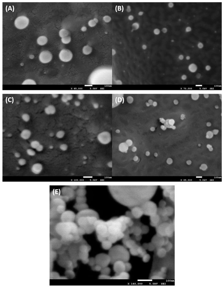 https://cdn.ncbi.nlm.nih.gov/pmc/blobs/300f/12347707/db0e727f2c0d/ijms-26-07489-g008.jpg