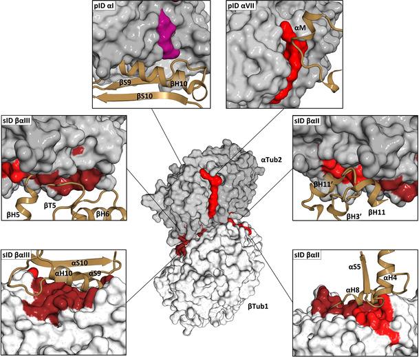 https://cdn.ncbi.nlm.nih.gov/pmc/blobs/3011/8251789/4ed8766cd3c6/ANIE-60-13331-g004.jpg