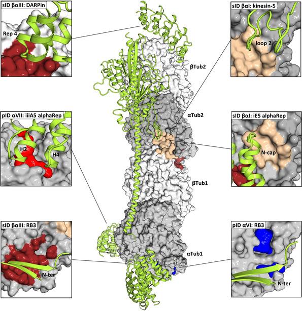https://cdn.ncbi.nlm.nih.gov/pmc/blobs/3011/8251789/7a01672c627f/ANIE-60-13331-g005.jpg