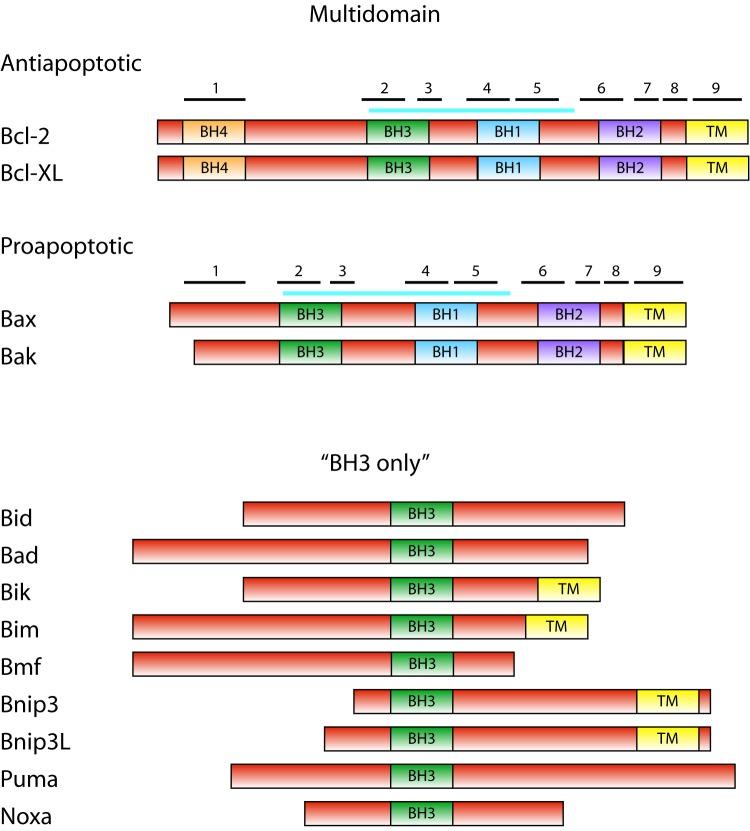 https://cdn.ncbi.nlm.nih.gov/pmc/blobs/3013/5349181/ffe46dfe59a6/mic-02-074-g01.jpg