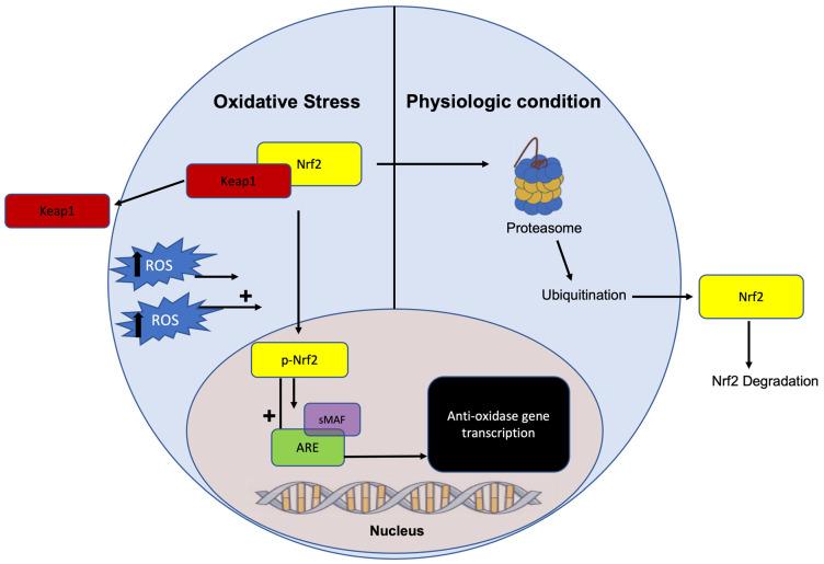 https://cdn.ncbi.nlm.nih.gov/pmc/blobs/3019/11354872/9693c223fc84/ijms-25-09026-g001.jpg