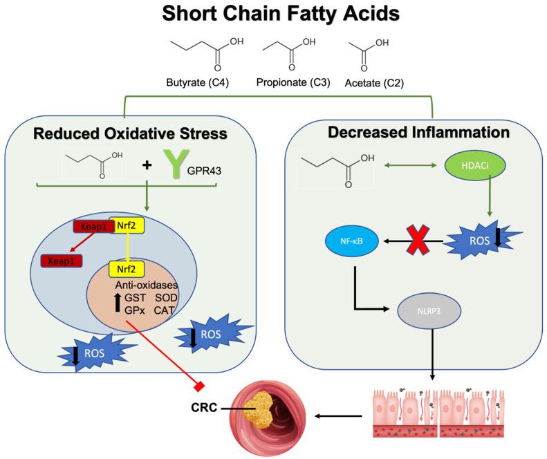 https://cdn.ncbi.nlm.nih.gov/pmc/blobs/3019/11354872/cf9d08e576b4/ijms-25-09026-g002.jpg